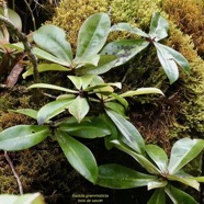 Badula grammisticta.bois de savon.primulaceae.endémique Réunion. (3).jpeg